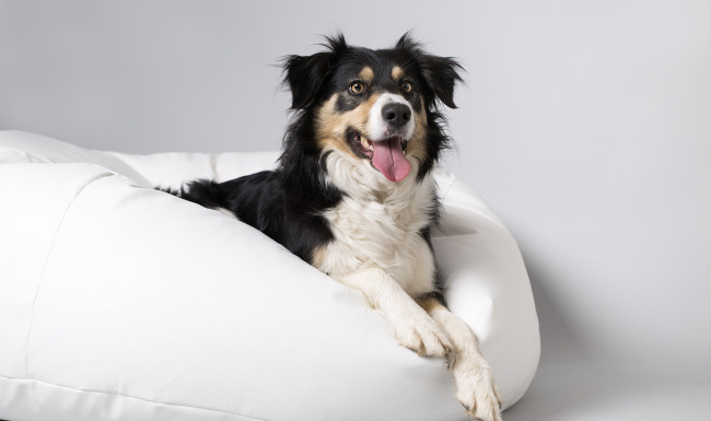 Обои картинки фото животные, собаки, собака, друг, взгляд