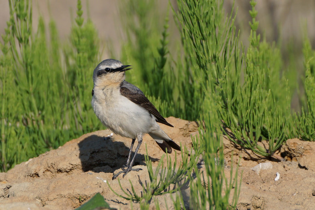 Обои картинки фото животные, птицы, птичка