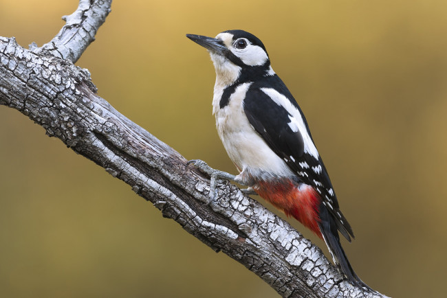 Обои картинки фото животные, дятлы, птичка