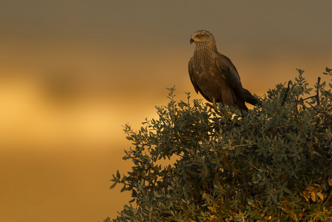 Обои картинки фото животные, птицы - хищники, птичка