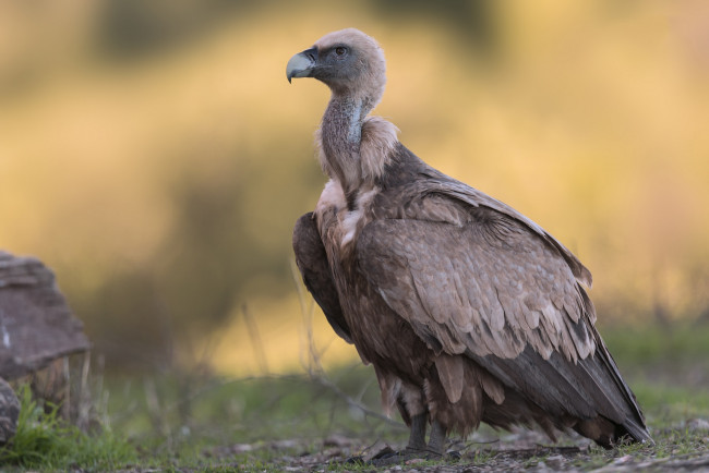 Обои картинки фото животные, птицы - хищники, птичка