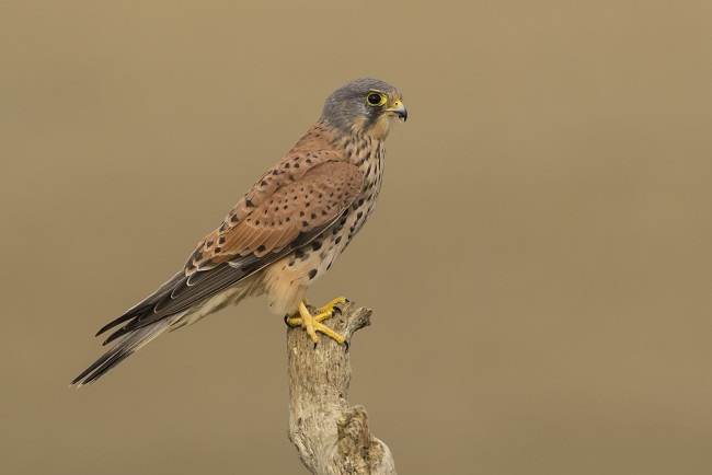 Обои картинки фото животные, птицы - хищники, птичка