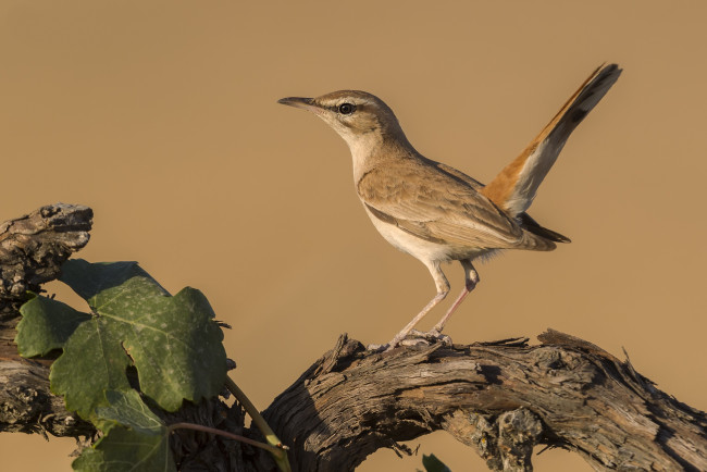 Обои картинки фото животные, птицы, птичка
