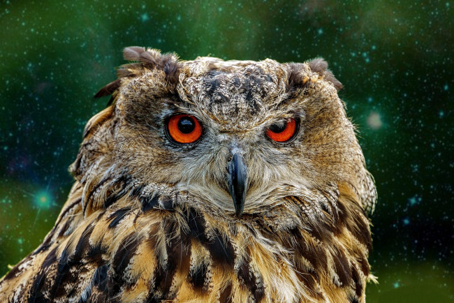 Обои картинки фото животные, совы, птичка