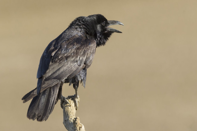 Обои картинки фото животные, вороны,  грачи,  галки, птичка