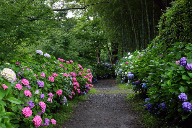 Обои картинки фото природа, парк, тропинка, гортензии