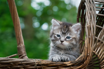 Картинка пушистик животные коты котёнок комочек шерсти няшное существо да и лучший друг человека мур мяу