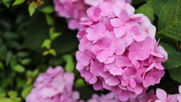 Картинка цветы гортензия розовая куст