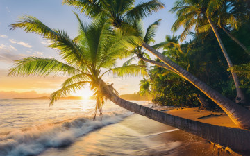 Картинка природа тропики пальмы закат