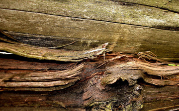 Картинка разное текстуры доски щепки