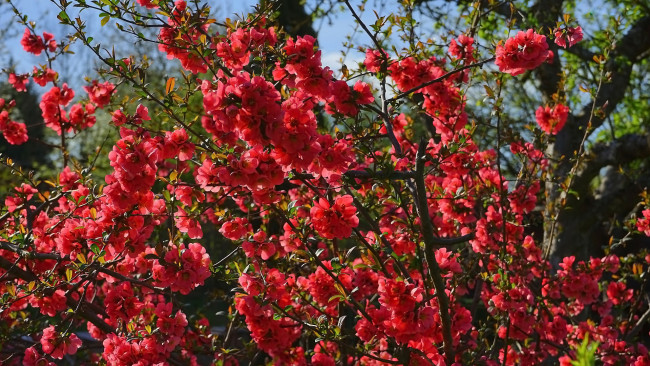 Обои картинки фото цветы, айва, куст