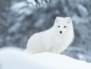Картинка белое+облачко животные песцы зима белый взгляд снег природа поза сугробы серый фон мордашка песец боке