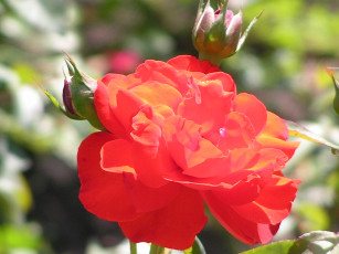 Картинка цветоЧек цветы розы