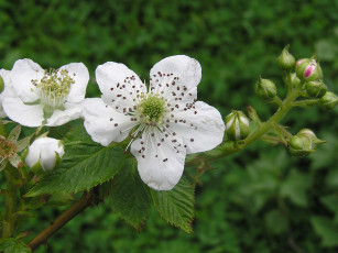 Картинка цветы цветущие деревья кустарники