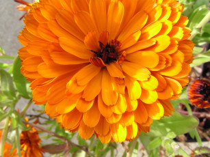 Картинка цветы календула