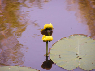 обоя цветы, лилии, водяные, нимфеи, кувшинки