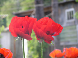 Картинка цветы маки