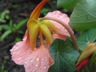 Картинка цветы настурции