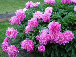 Картинка цветы пионы