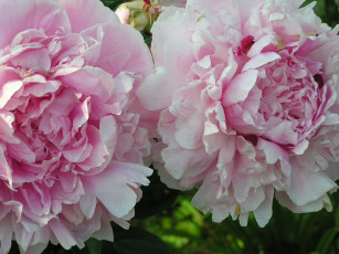 Картинка цветы пионы