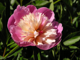 Картинка цветы пионы