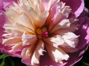 Картинка цветы пионы