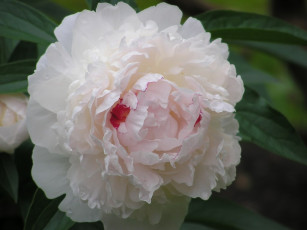 Картинка цветы пионы