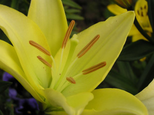 обоя цветы, тюльпаны