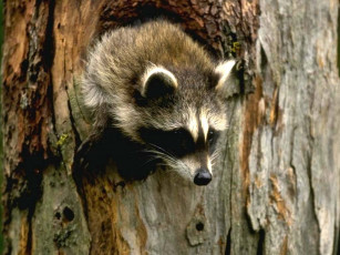 Картинка животные еноты