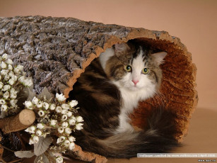 Картинка животные коты