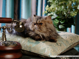 Картинка животные коты