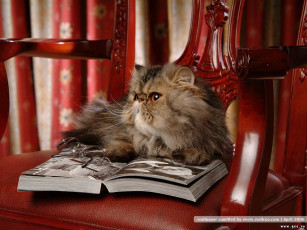 Картинка животные коты