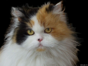 Картинка животные коты