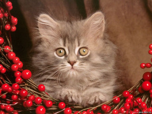 Картинка животные коты