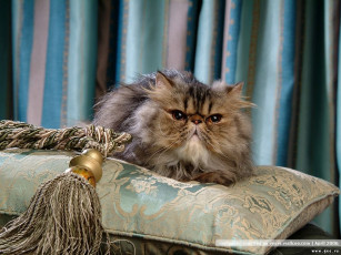 Картинка животные коты