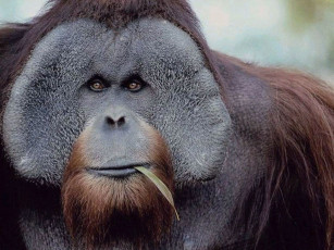 Картинка животные обезьяны