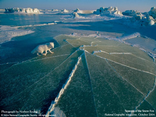 Картинка животные песцы