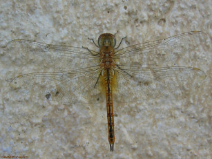 Картинка животные стрекозы