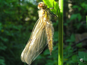 Картинка животные стрекозы