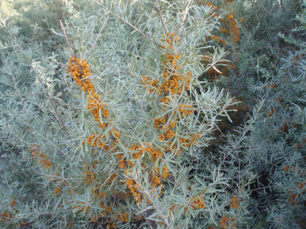 Обои картинки фото 