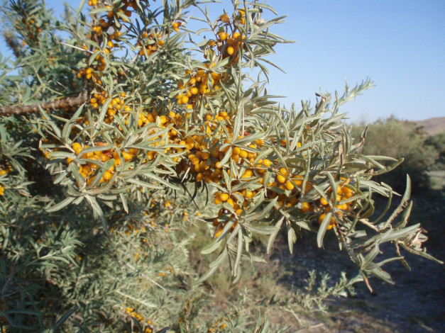 Обои картинки фото 