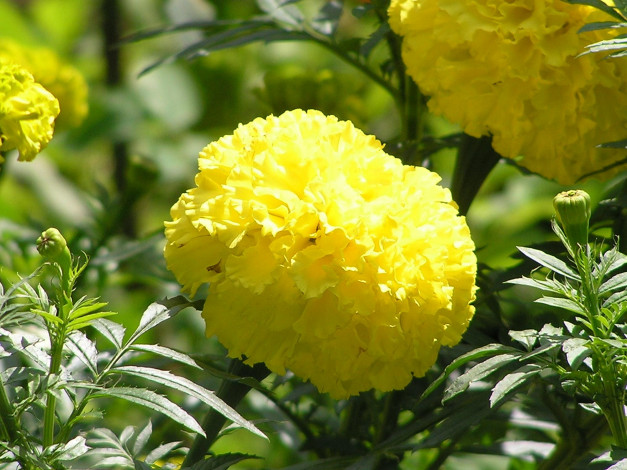 Обои картинки фото цветоЧек, цветы, бархатцы