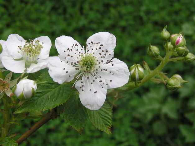 Обои картинки фото цветы, цветущие, деревья, кустарники