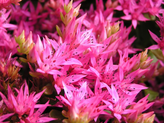 Обои картинки фото цветы, каланхоэ