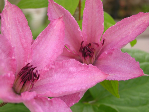 Обои картинки фото цветы, клематис, ломонос