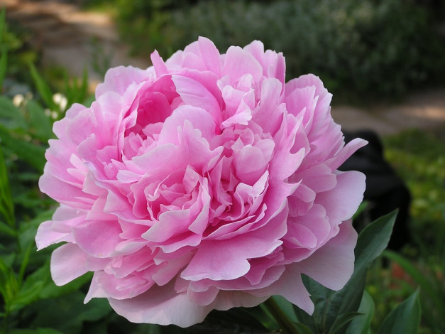 Обои картинки фото цветы, пионы