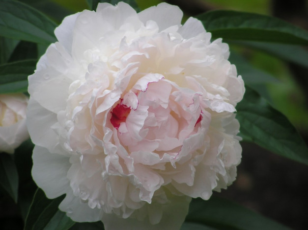 Обои картинки фото цветы, пионы