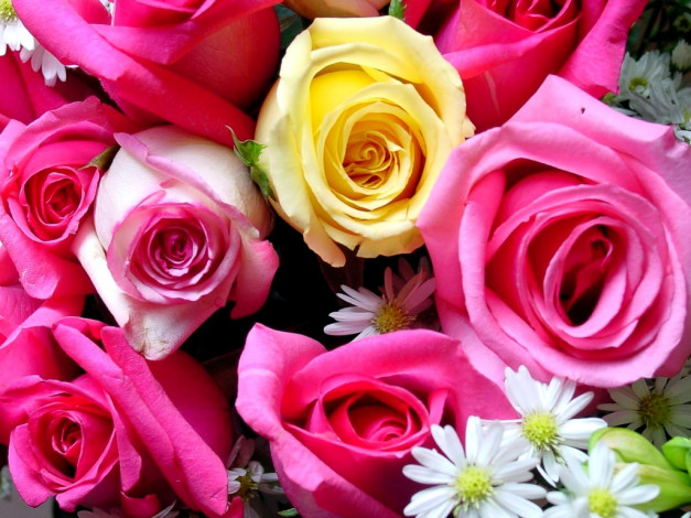 Обои картинки фото цветы, розы