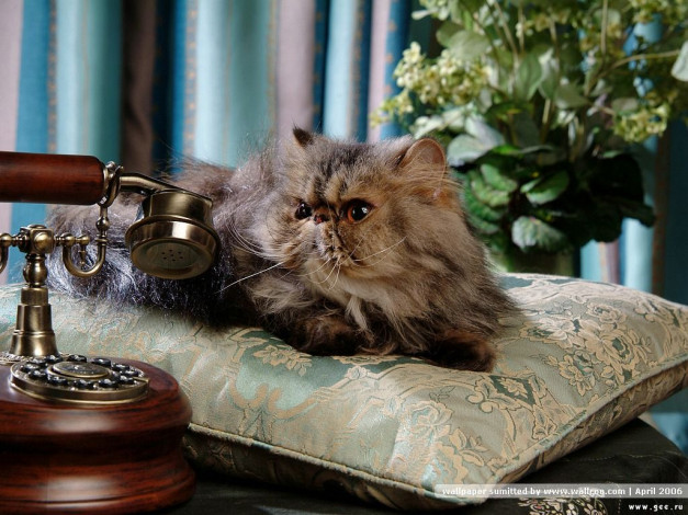 Обои картинки фото животные, коты