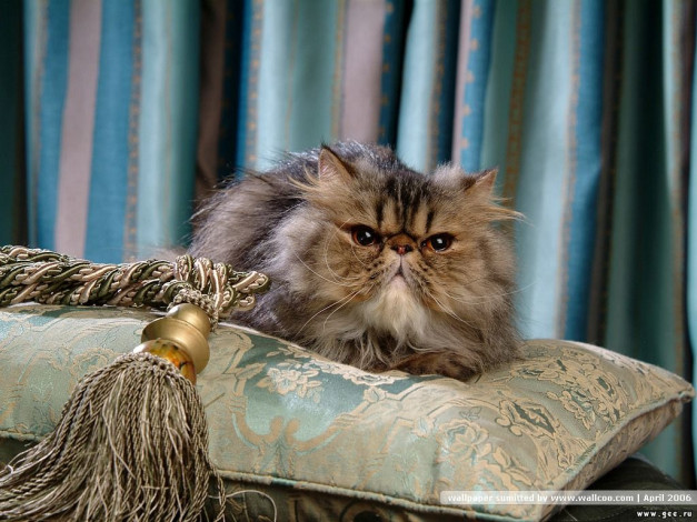 Обои картинки фото животные, коты